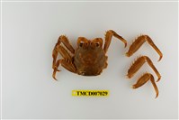 藏品(近親盾牌蟹)的圖片